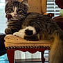 Chloe is registered to the contest to win money with this photo: cat, chair, closeup, cozy, curious, domestic_animal, feline, fluffy, fur, indoor, kitten, natural_light, paw, pet, resting, tabby, tail, upholstered_chair, window_blinds, wooden_leg