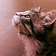 Chloe is registered to the contest to win money with this photo: animal, cat, close_up, curious, cute, ears, feline, fur, indoor, kitten, looking_up, mammal, nose, pet, portrait, profile, soft_light, tabby, whiskers, young