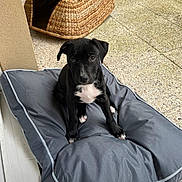Amos a rejoint le concours — aidez-le/la à gagner de superbes lots ! puppy, dog, black_dog, pet_bed, gray_cushion, indoors, outdoor_floor, woven_basket, cute, small_dog, young_dog, animal, pet, looking_up, floor_tiles, door_frame, white_markings, sitting, canine, companion