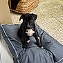 puppy, dog, black_dog, pet_bed, gray_cushion, indoors, outdoor_floor, woven_basket, cute, small_dog, young_dog, animal, pet, looking_up, floor_tiles, door_frame, white_markings, sitting, canine, companion