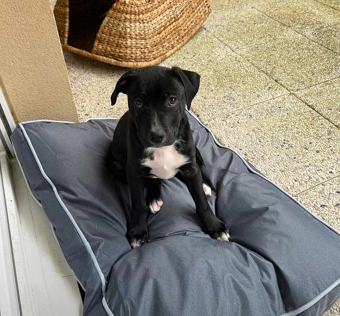 Amos a rejoint le concours — aidez-le/la à gagner de superbes lots ! puppy, dog, black_dog, pet_bed, gray_cushion, indoors, outdoor_floor, woven_basket, cute, small_dog, young_dog, animal, pet, looking_up, floor_tiles, door_frame, white_markings, sitting, canine, companion