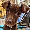 dog, puppy, brown_dog, floppy_ears, wide_eyes, curious, head_tilt, close_up, portrait, pet, canine, short_hair, white_chest_patch, nose, eyes, kennel, fence, indoor, animal, photography