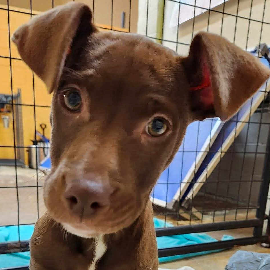 Juniper joined the competition — help win amazing prizes! dog, puppy, brown_dog, floppy_ears, wide_eyes, curious, head_tilt, close_up, portrait, pet, canine, short_hair, white_chest_patch, nose, eyes, kennel, fence, indoor, animal, photography