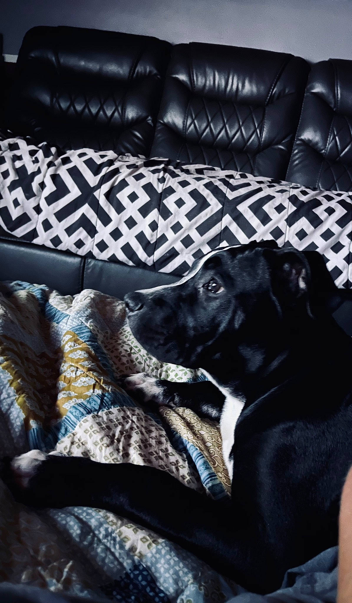 Moon joined the competition — help win amazing prizes! black, carnivore, comfort, companion_dog, couch, dog, dog_breed, flooring, fur, grey, guard_dog, linens, living_room, pattern, room, sofa_bed, sporting_group, studio_couch, tints_and_shades, working_animal