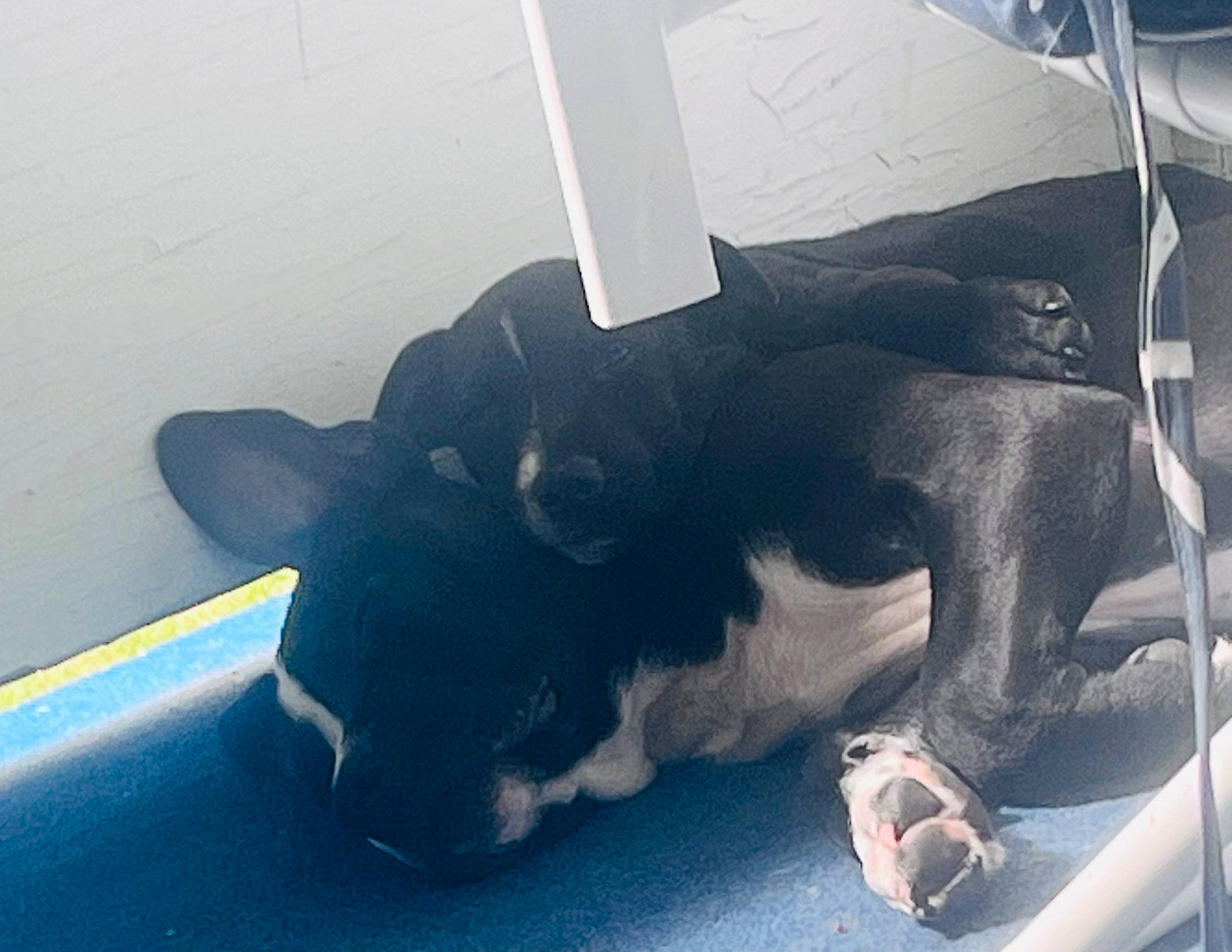 Moon is registered to the contest to win money with this photo: boston_terrier, canidae, carnivore, comfort, companion_dog, dog, dog_breed, ear, electric_blue, eye, fawn, fur, human_leg, paw, snout, sporting_group, tail, tints_and_shades, whiskers, working_animal