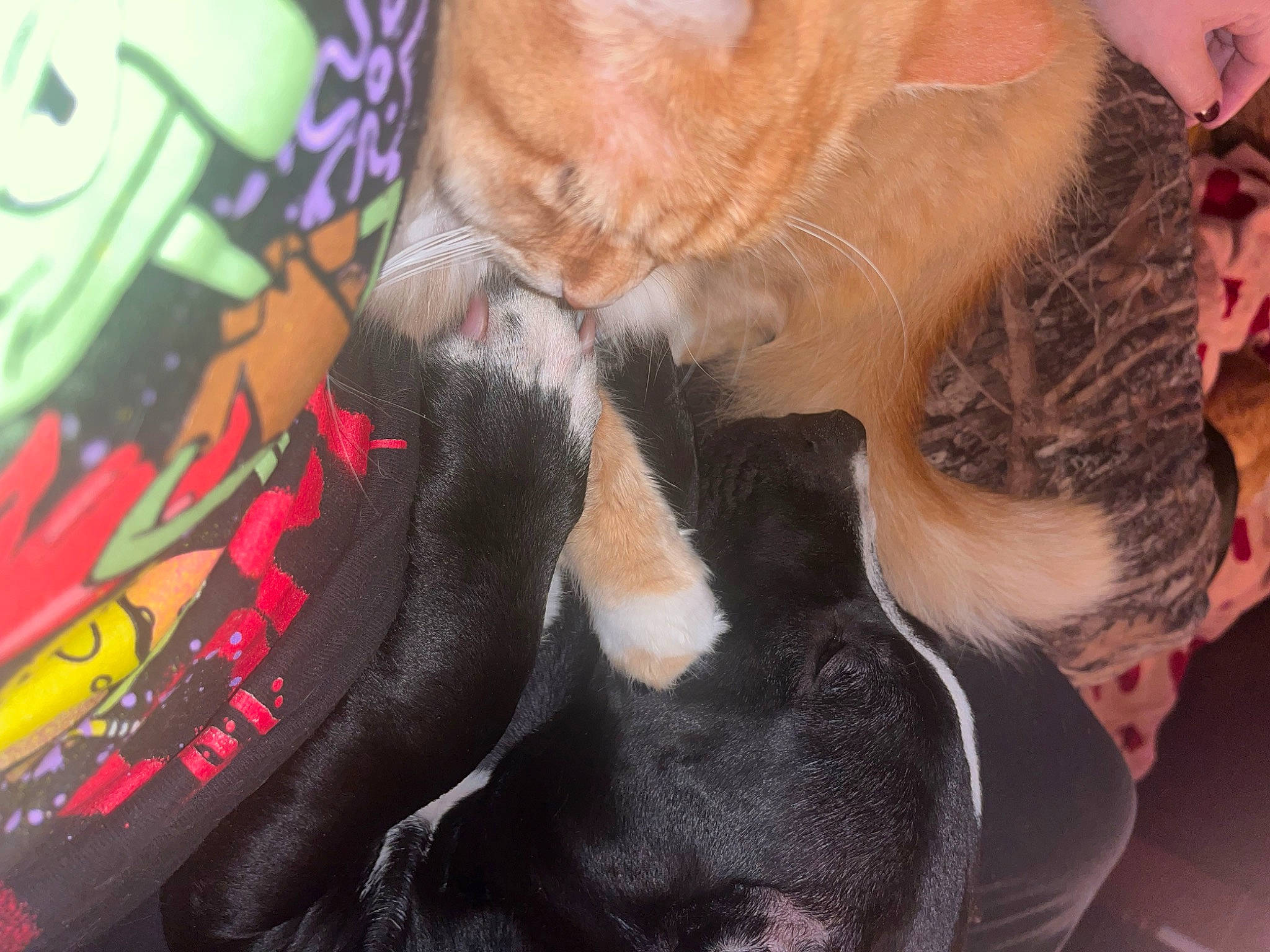 Moon is registered to the contest to win money with this photo: beard, carmine, carnivore, cat, claw, comfort, dog_breed, domestic_short_haired_cat, fawn, felidae, foot, fur, gesture, human_leg, nail, paw, small_to_medium_sized_cats, snout, tail, whiskers