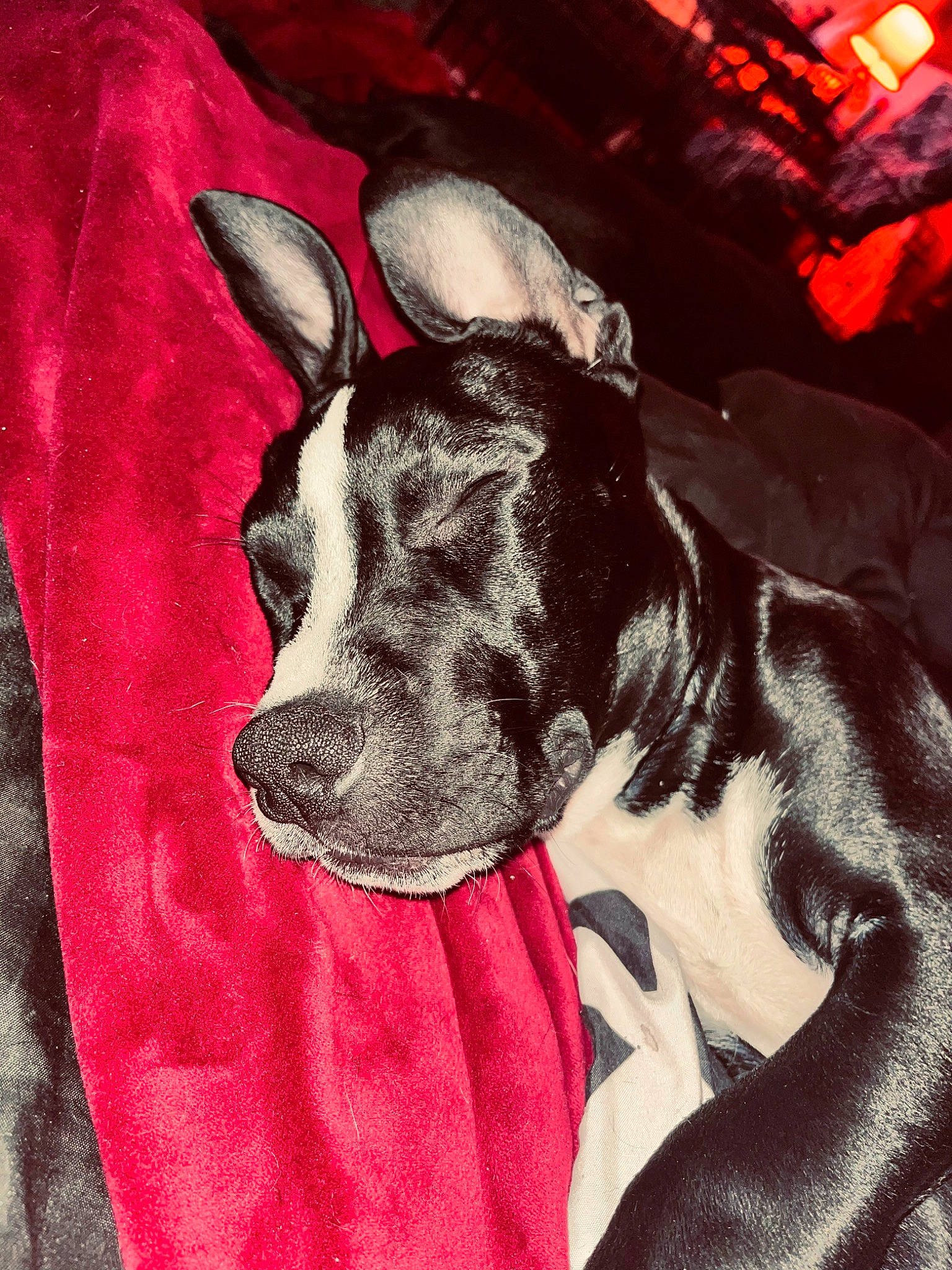 Moon is registered to the contest to win money with this photo: art, canidae, carmine, carnivore, collar, companion_dog, dog, dog_breed, dog_supply, ear, fawn, fur, guard_dog, pattern, sleeve, snout, sporting_group, visual_arts, whiskers, working_animal