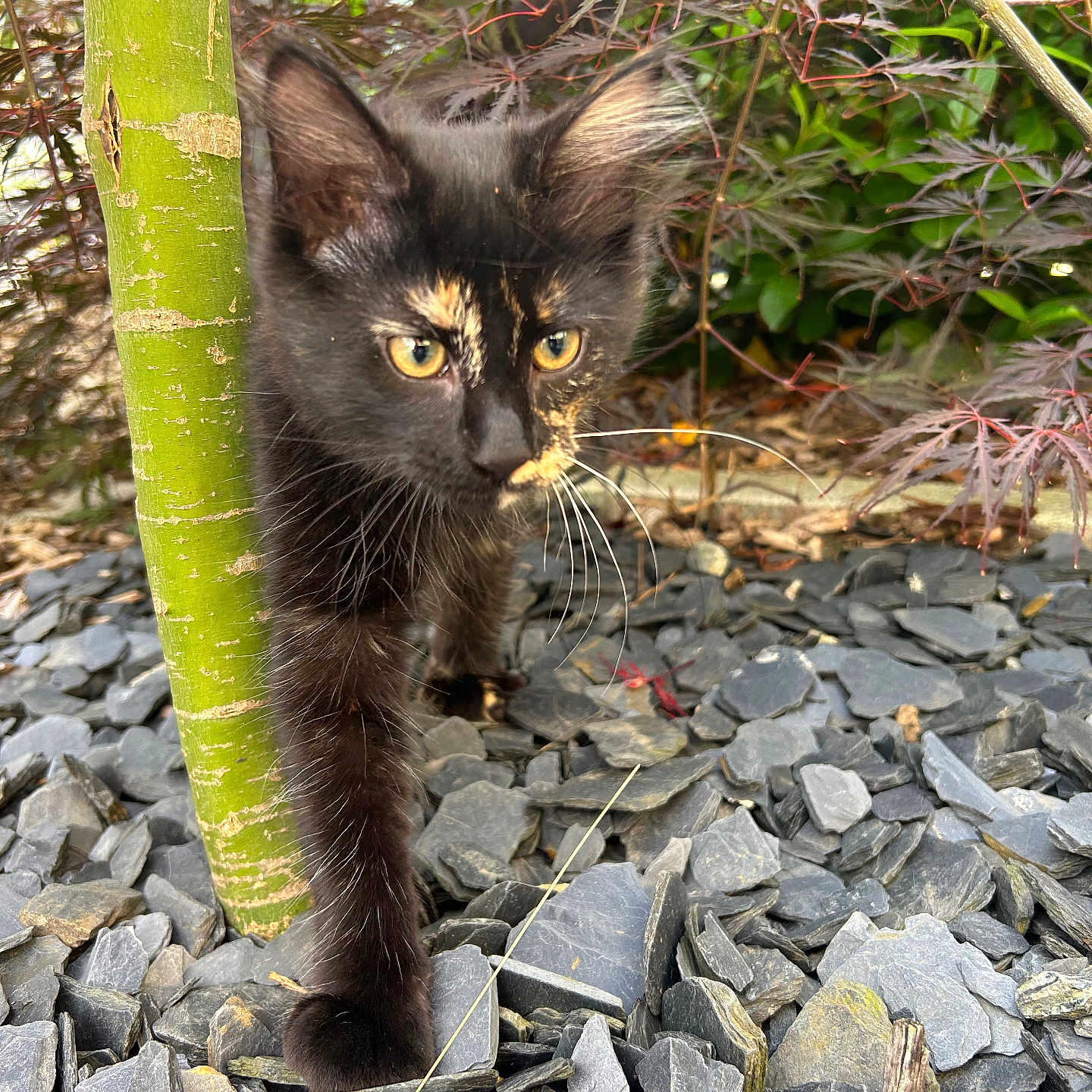 Kayla participe au concours pour gagner de l'argent avec cette photo : animal, black_cat, closeup, curious, exploring, fur, garden, greenery, kitten, nature, outdoor, pet, plants, rocks, small_cat, tree_trunk, whiskers, wildlife, yellow_eyes, young_cat