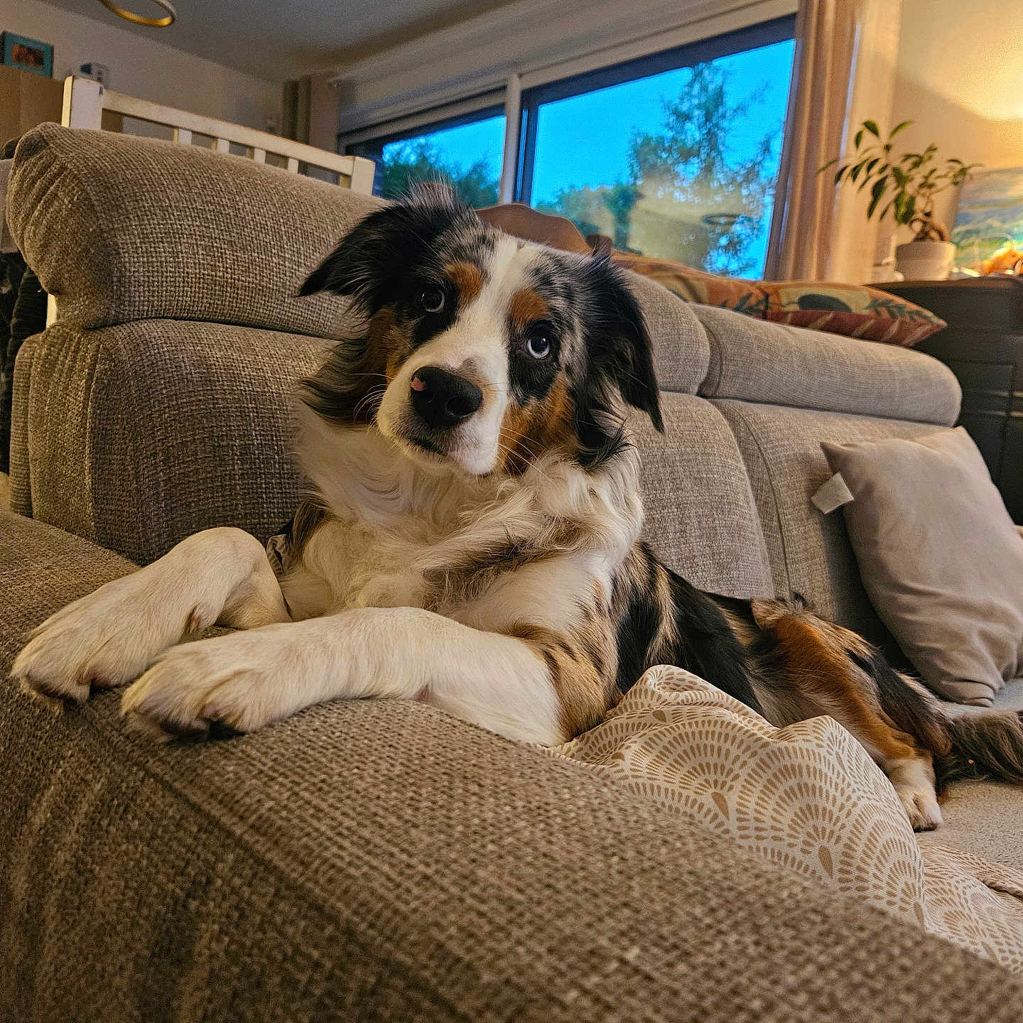 Rio participe au concours pour gagner de l'argent avec cette photo : animal, black, brown, canine, couch, cozy, curious, dog, domestic_animal, fur, furniture, home, indoor, laying, living_room, pet, pillow, relaxing, white, window