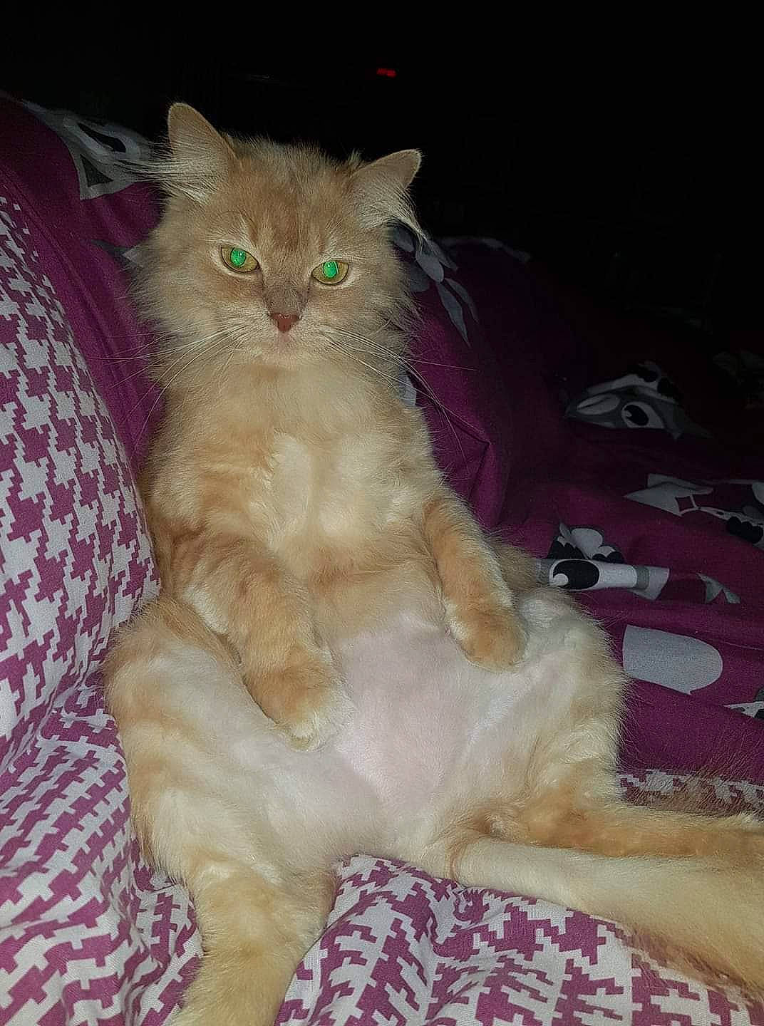 Lola a rejoint le concours — aidez-le/la à gagner de superbes lots ! british_longhair, carnivore, cat, claw, comfort, fawn, felidae, fur, laperm, paw, sitting, small_to_medium_sized_cats, snout, tail, whiskers