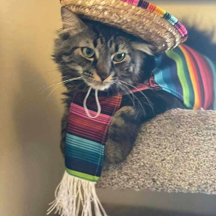Khai is registered to the contest to win money with this photo: cat, tabby, sombrero, poncho, costume, pet, indoor, carpet, feline, striped, cute, animal, domestic, clothing, accessory, portrait, resting, headwear, colorful, funny