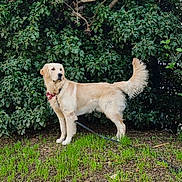 Atos a rejoint le concours — aidez-le/la à gagner de superbes lots ! dog, golden_retriever, canine, pet, grass, greenery, bushes, outdoor, nature, collar, animal, fur, leash, alert, standing, mammal, park, summer, daylight, watchful