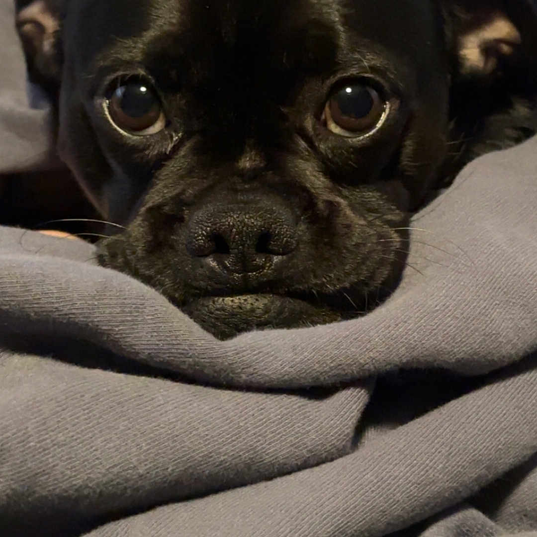 Sunny is registered to the contest to win money with this photo: animal, black_dog, blanket, close_up, comfort, cozy, cute, dog, ears, eyes, fur, indoor, nostrils, pet, portrait, resting, snuggled, soft_texture, warm, whiskers