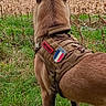 Naya participe au concours pour gagner de l'argent avec cette photo : dog, tactical_harness, patches, field, grass, ears, outdoor, farm, agriculture, tractor, harvest, canine, animal, vigilant, brown_fur, rural, equipment, nature, alert, working_dog