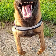 Naya participe au concours pour gagner de l'argent avec cette photo : dog, canine, jumping, happy, tongue_out, outdoor, grass, path, brown_fur, black_muzzle, ears_up, playful, pet, animal, leash, sunlight, excited, midair, nature, energetic
