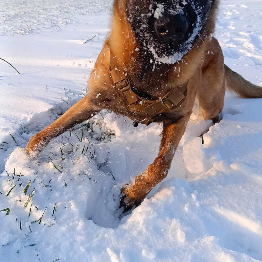 Naya a rejoint le concours — aidez-le/la à gagner de superbes lots ! dog, snow, outdoor, playful, animal, winter, field, canine, active, nature, daylight, fur, pet, cold, landscape, snowy, energetic, muzzle, grass, sky