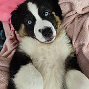 Bella participe au concours pour gagner de l'argent avec cette photo : puppy, dog, blue_eyes, fluffy, lying_down, blanket, pink, snuggling, cute, pet, fur, indoor, young_animal, close_up, adorable, resting, cozy, companion, animal, portrait