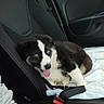 animal, black_and_white, blanket, blue_eyes, car_interior, car_seat, comfort, cute, dog, domestic_animal, door_panel, human_arm, leisure, pet, puppy, relaxing, seatbelt, tattoo, tongue_out, window