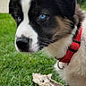 animal, black_and_white, blue_eyes, brown_tint, canine, close_up, collar, cute, dog, fur, grass, leash, nature, outdoor, pet, portrait, puppy, red_collar, whiskers, young_dog