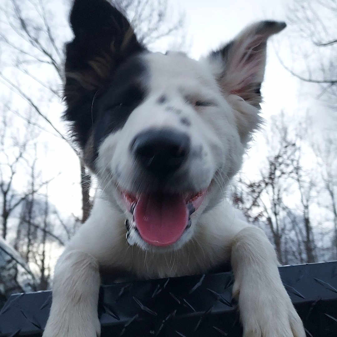 Buddy joined the competition — help win amazing prizes! animal, ball, bodypart, canine, dog, grass, husky, mouth, nature, outdoors, person, pet, plant, puppy, sky, sport, tennis, tennisball, tree, whitedog
