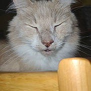 Arnold joined the competition — help win amazing prizes! cat, beige, fluffy, pet, animal, feline, whiskers, ears, nose, mouth, sleepy, resting, indoor, closeup, fur, cute, domestic_cat, table, wood, face