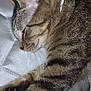Christian joined the competition — help win amazing prizes! cat, tabby, sleeping, fur, whiskers, mattress, quilted, striped, pet, animal, closeup, relaxing, indoor, cozy, resting, paw, ear, cute, feline, peaceful