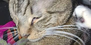 Christian is registered to the contest to win money with this photo: cat, tabby, whiskers, pet, animal, feline, close_up, indoor, blanket, striped, fur, ears, paw, resting, sleepy, cute, domestic, mammal, soft, cozy