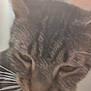 Christian is registered to the contest to win money with this photo: cat, tabby, closeup, tongue, whiskers, pet, animal, feline, ears, face, blur, indoor, fur, cute, domestic, tabby_cat, muzzle, soft, whiskers_visible, pink_tongue