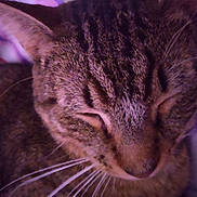 Christian joined the competition — help win amazing prizes! cat, tabby, sleeping, close_up, whiskers, fur, pet, animal, domestic, cozy, purple_light, face, relaxation, soft, peaceful, cute, mammal, ears, nose