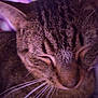 cat, tabby, sleeping, close_up, whiskers, fur, pet, animal, domestic, cozy, purple_light, face, relaxation, soft, peaceful, cute, mammal, ears, nose