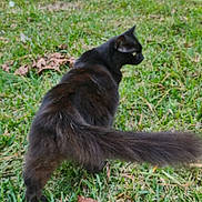 Hocus is registered to the contest to win money with this photo: cat, black_cat, animal, grass, outdoor, pet, feline, tail, nature, leaf, walking, sunlight, garden, mammal, fur, green, daytime, curious, side_view, domestic_animal