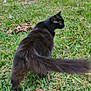 cat, black_cat, animal, grass, outdoor, pet, feline, tail, nature, leaf, walking, sunlight, garden, mammal, fur, green, daytime, curious, side_view, domestic_animal