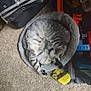 Moonfrost joined the competition — help win amazing prizes! cat, tabby, sleeping, bed, pet, feline, cozy, fluffy, carpet, indoor, resting, paw, animal, collar, gray, striped, toy, sock, bag, relaxed