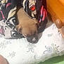 Zachary is registered to the contest to win money with this photo: puppy, dog, blanket, sleeping, bedroom, pillow, cute, young, indoor, resting, furniture, wood, animal, cozy, soft, small, pattern, colorful, comfort, nap