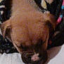 Zachary joined the competition — help win amazing prizes! puppy, dog, sleeping, blanket, cozy, close_up, brown, black, fur, nose, pet, animal, soft, resting, cute, young, indoor, warm, comfort, snuggle