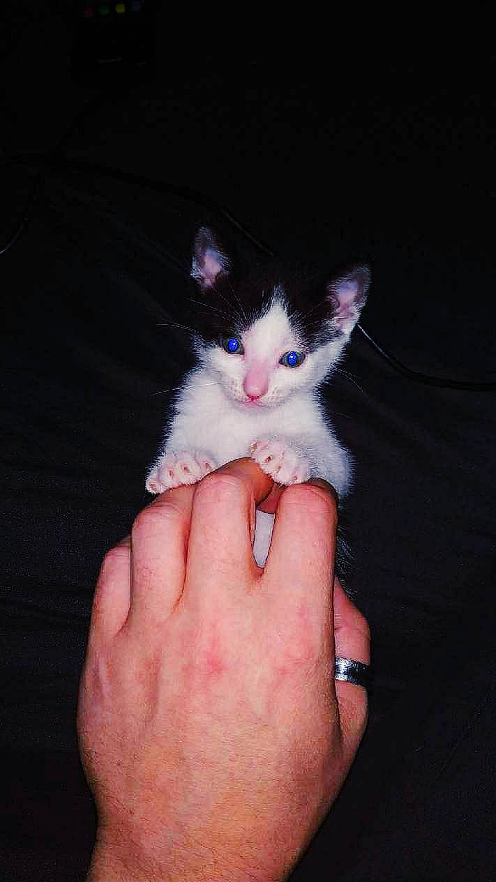 Kiri participe au concours pour gagner de l'argent avec cette photo : american_wirehair, carnivore, cat, domestic_short_haired_cat, eye, felidae, finger, gesture, hand, kitten, leg, mammal, nail, norwegian_forest_cat, ojos_azules, polydactyl_cat, skin, small_to_medium_sized_cats, turkish_van, whiskers