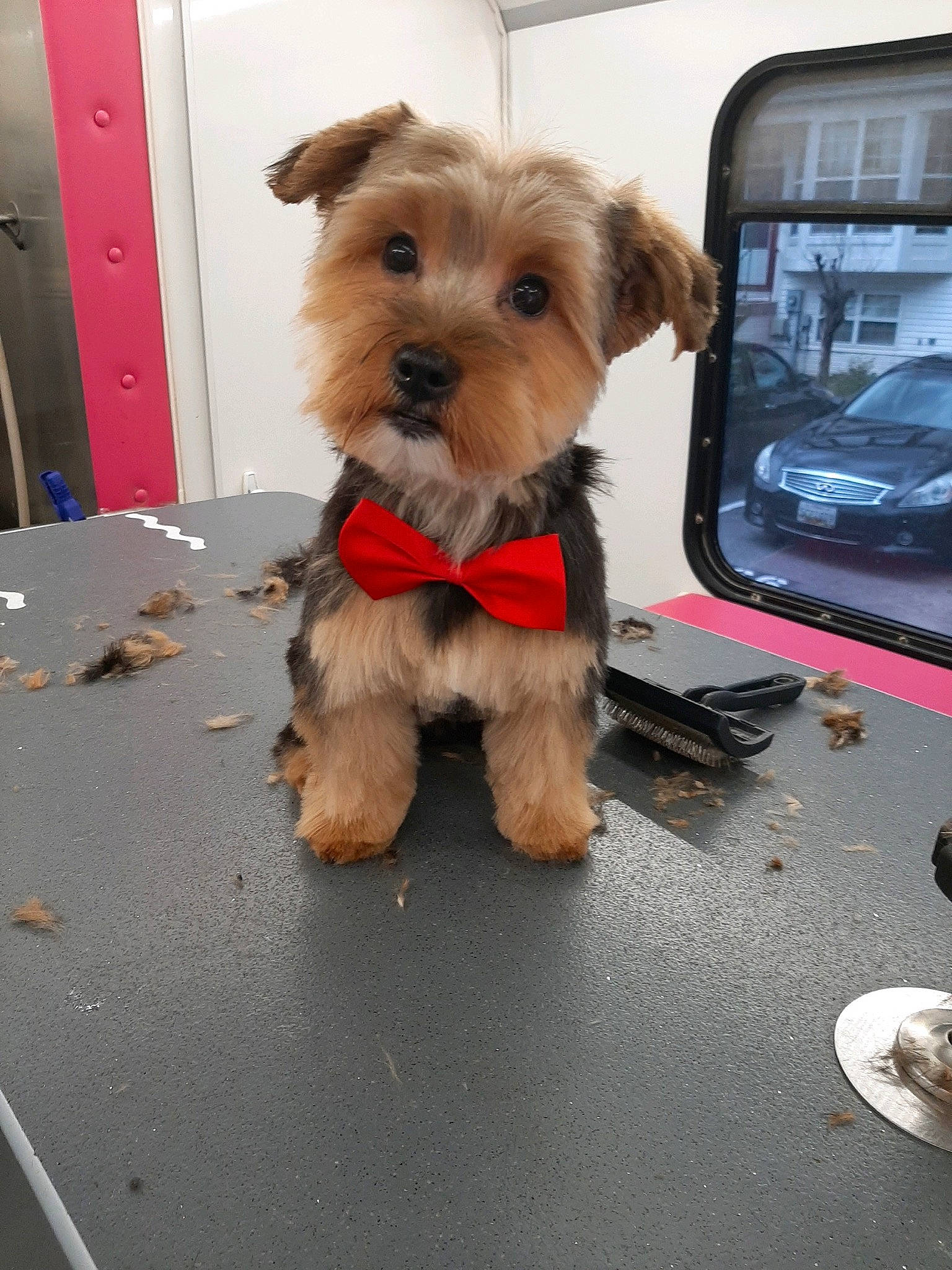 Bentley is registered to the contest to win money with this photo: canidae, carnivore, companion_dog, dog, dog_breed, mammal, morkie, norfolk_terrier, puppy, rare_breed_dog, schnoodle, small_terrier, snout, sporting_lucas_terrier, terrier, toy_dog, vertebrate, welsh_terrier, yorkipoo, yorkshire_terrier