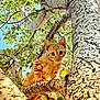 Tisy a rejoint le concours — aidez-le/la à gagner de superbes lots ! cat, kitten, tree, branch, orange_tabby, leaves, nature, outdoor, sunlight, animal, feline, curious, young, pet, closeup, daylight, greenery, playful, looking_down, wildlife