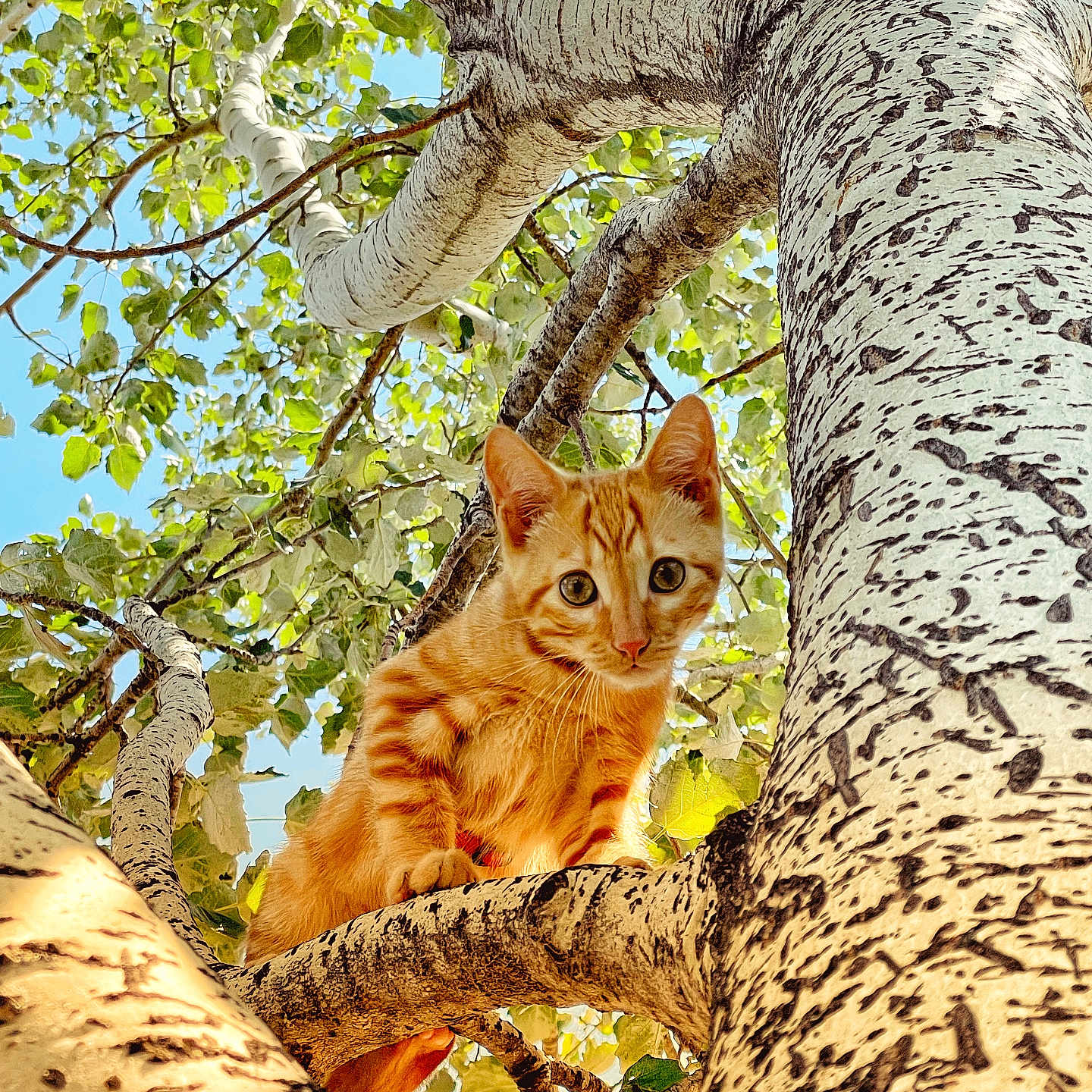 Tisy a rejoint le concours — aidez-le/la à gagner de superbes lots ! animal, branch, cat, closeup, curious, daylight, feline, greenery, kitten, leaves, looking_down, nature, orange_tabby, outdoor, pet, playful, sunlight, tree, wildlife, young