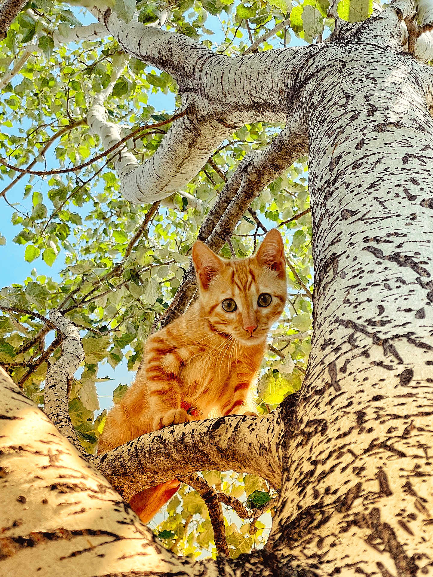 Tisy a rejoint le concours — aidez-le/la à gagner de superbes lots ! cat, kitten, tree, branch, orange_tabby, leaves, nature, outdoor, sunlight, animal, feline, curious, young, pet, closeup, daylight, greenery, playful, looking_down, wildlife