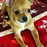 puppy, dog, tan_dog, small_dog, portrait, lying_down, front_legs, white_chest, white_paws, large_eyes, floppy_ears, short_hair, red_blanket, festive_blanket, snowflake_pattern, indoor, cozy, cute, pet, closeup