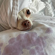Lola joined the competition — help win amazing prizes! dog, blanket, bed, pillow, white, nose, face, eyes, cozy, resting, indoors, closeup, pet, cute, fur, sleepy, comfort, soft, warm, relaxed