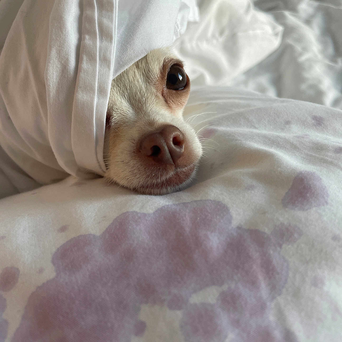 Lola joined the competition — help win amazing prizes! bed, blanket, closeup, comfort, cozy, cute, dog, eyes, face, fur, indoors, nose, pet, pillow, relaxed, resting, sleepy, soft, warm, white