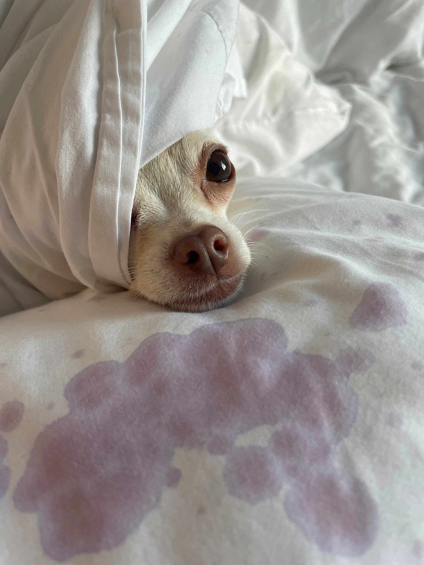 Lola joined the competition — help win amazing prizes! dog, blanket, bed, pillow, white, nose, face, eyes, cozy, resting, indoors, closeup, pet, cute, fur, sleepy, comfort, soft, warm, relaxed