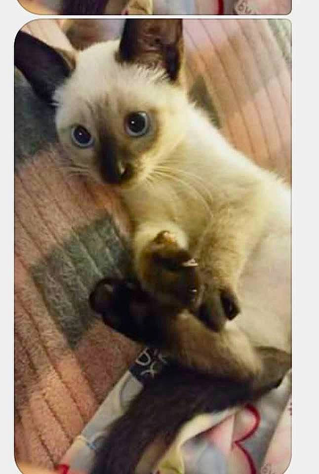 Dominic is registered to the contest to win money with this photo: asian, balinese, birman, carnivore, cat, colorpoint_shorthair, fawn, felidae, himalayan, javanese, kitten, mammal, photo_caption, ragdoll, siamese, small_to_medium_sized_cats, thai, tonkinese, vertebrate, whiskers