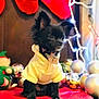 dog, puppy, black_dog, yellow_hoodie, pet_clothing, holiday_decor, christmas_ornaments, red_blanket, festive_lights, indoor, cute, small_dog, animal, portrait, decorations, christmas, holiday, seasonal, furry_pet, adorable