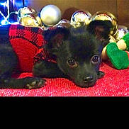 Gizmo is registered to the contest to win money with this photo: puppy, dog, black_dog, sweater, red_sweater, christmas_ornaments, holiday_decorations, red_surface, small_dog, cute, pet, animal, lying_down, indoors, festive, cozy, decor, shiny, soft_texture, sleepy
