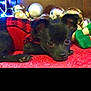 puppy, dog, black_dog, sweater, red_sweater, christmas_ornaments, holiday_decorations, red_surface, small_dog, cute, pet, animal, lying_down, indoors, festive, cozy, decor, shiny, soft_texture, sleepy