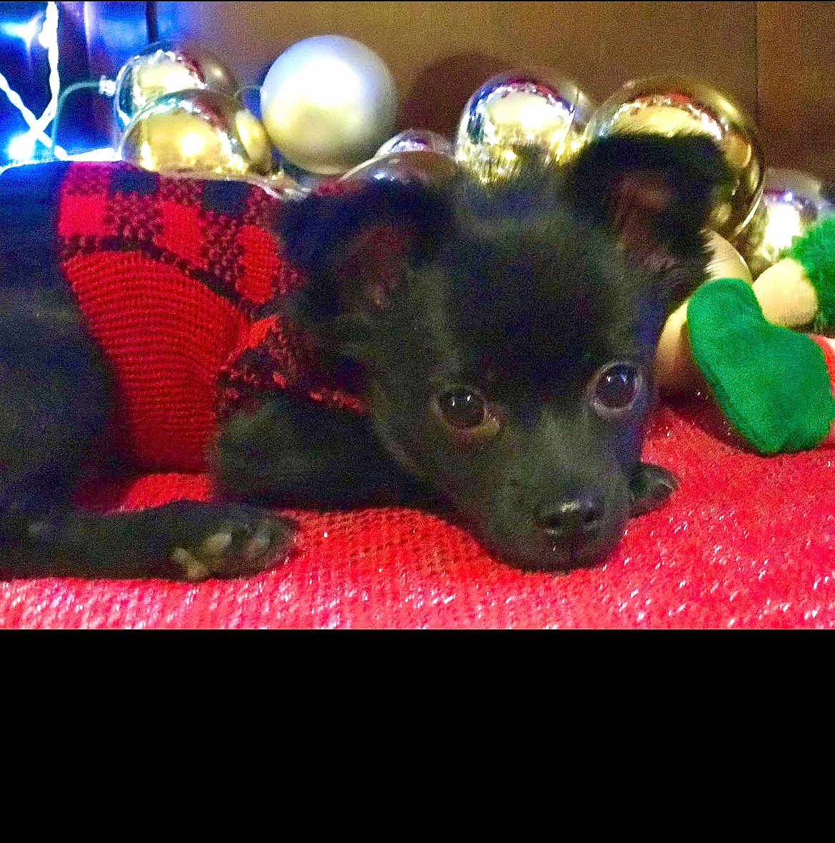 Gizmo