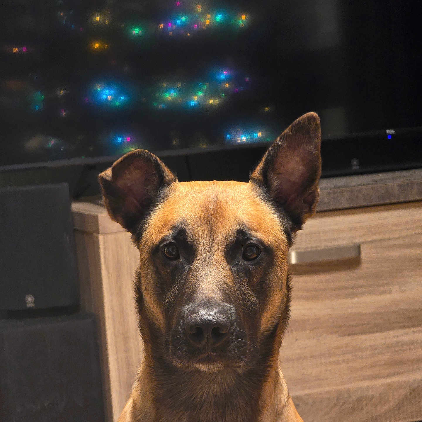Yago participe au concours pour gagner de l'argent avec cette photo : alert, animal, background, blurred_lights, brown_fur, canine, closeup, companion, decor, dog, domestic, ears_up, floor, house, indoor, looking_at_camera, pet, portrait, twinkling_lights, wooden_furniture